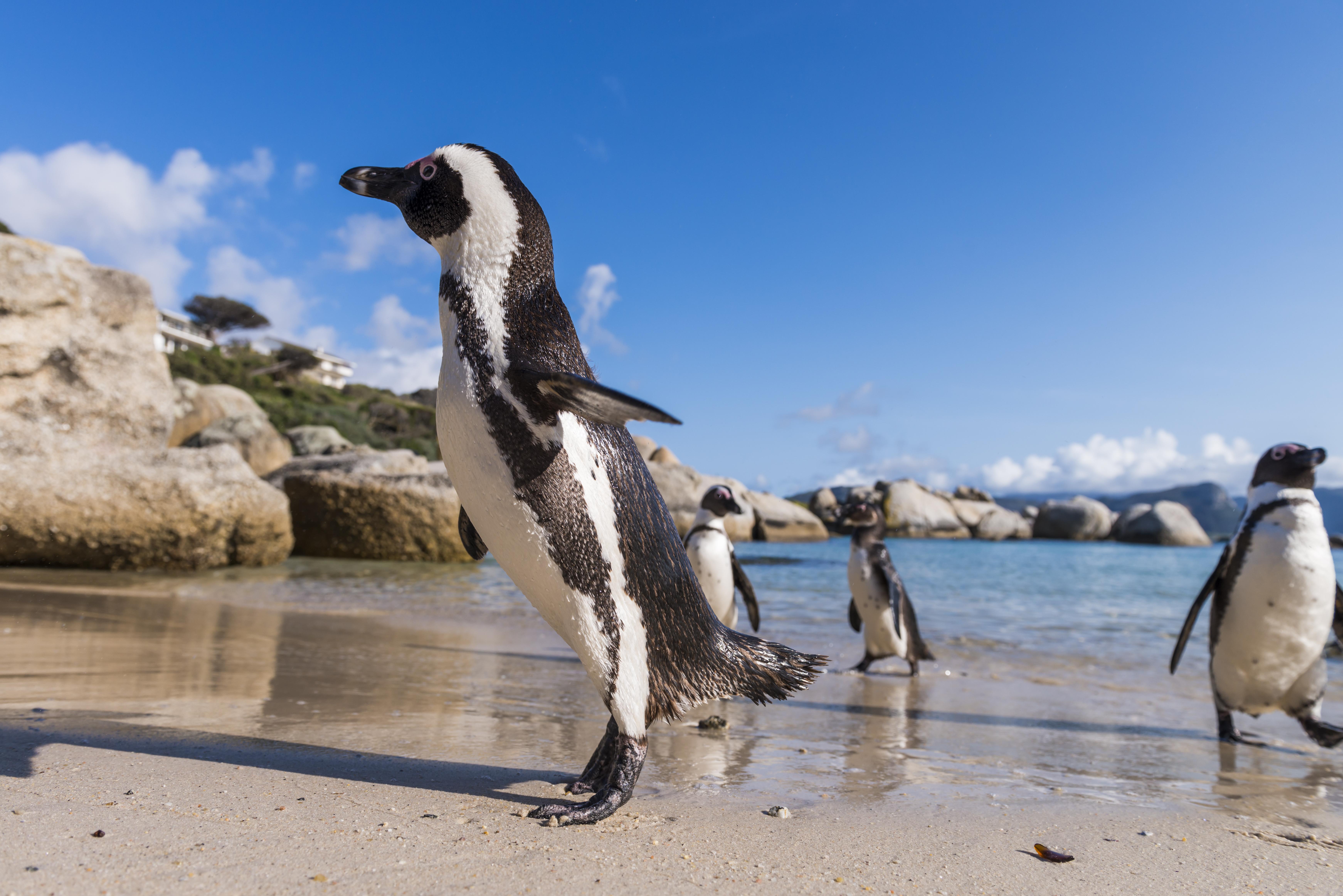 Simon'S Town Quayside Hotel Esterno foto